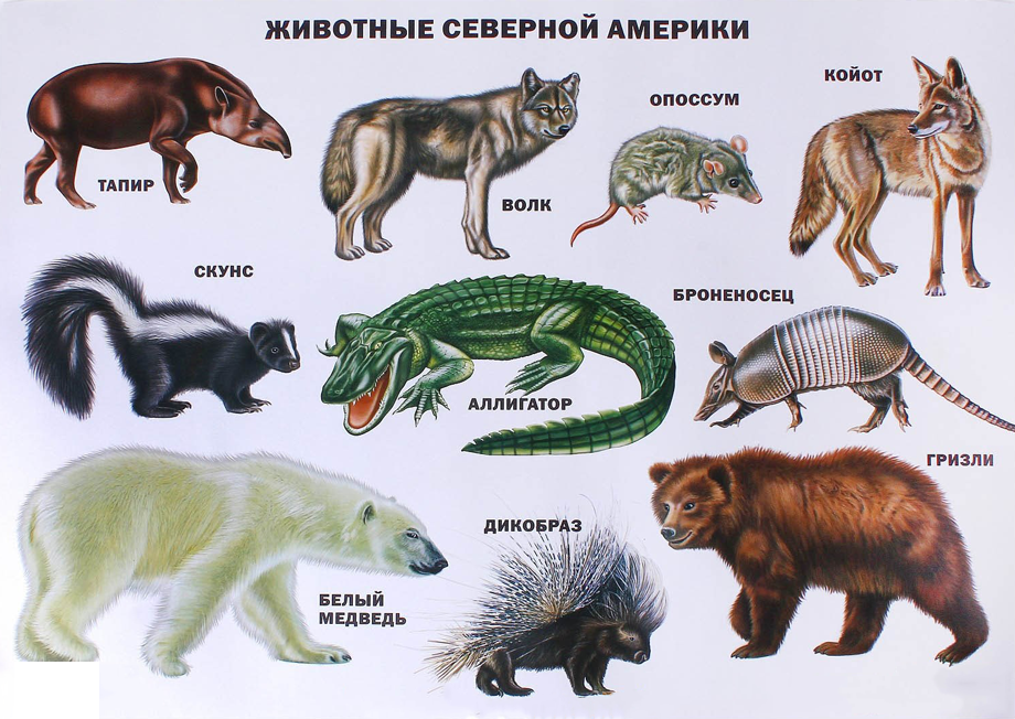 Животные Евразии Фото